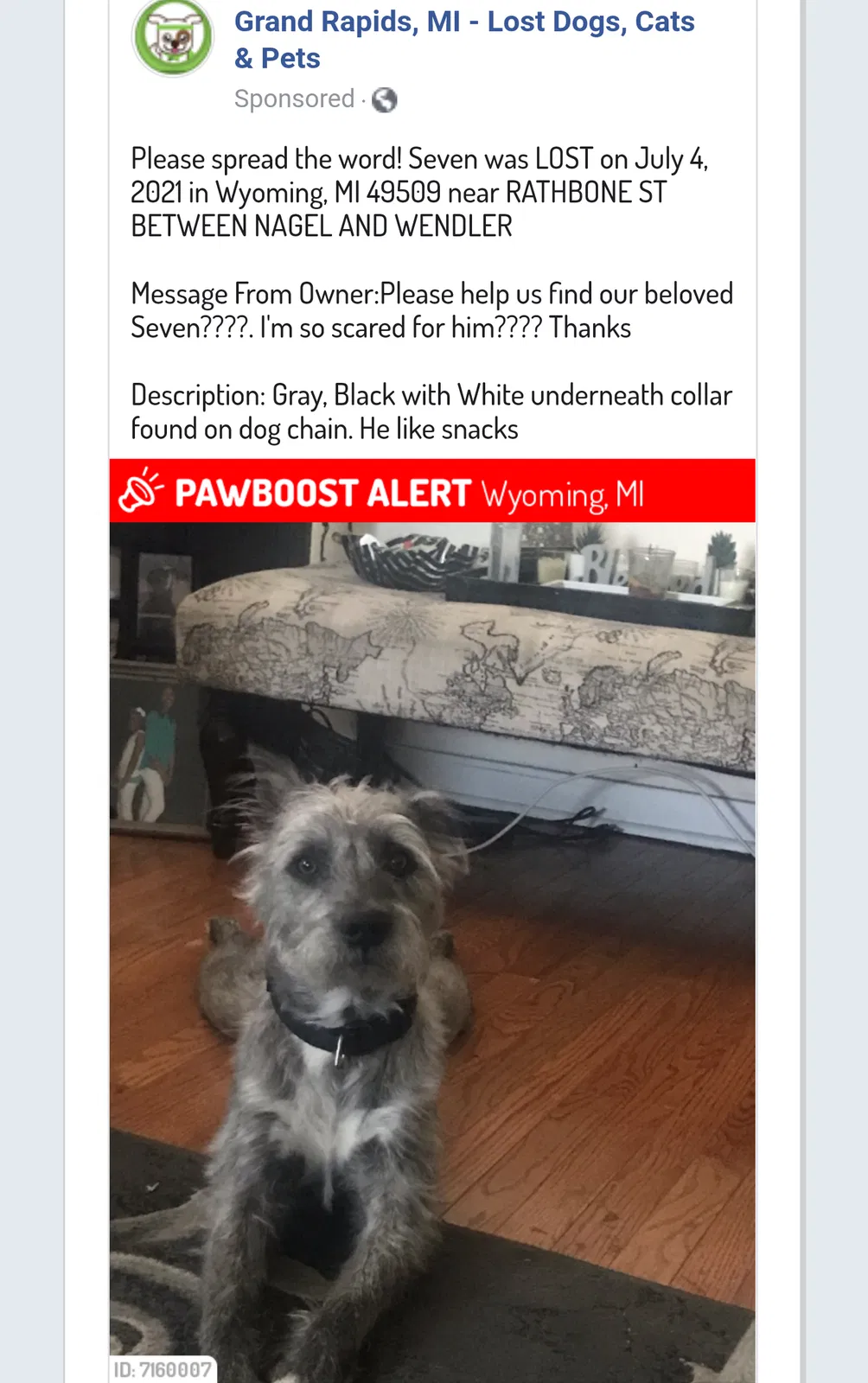 Lost dog in Wyoming, MI, 49509