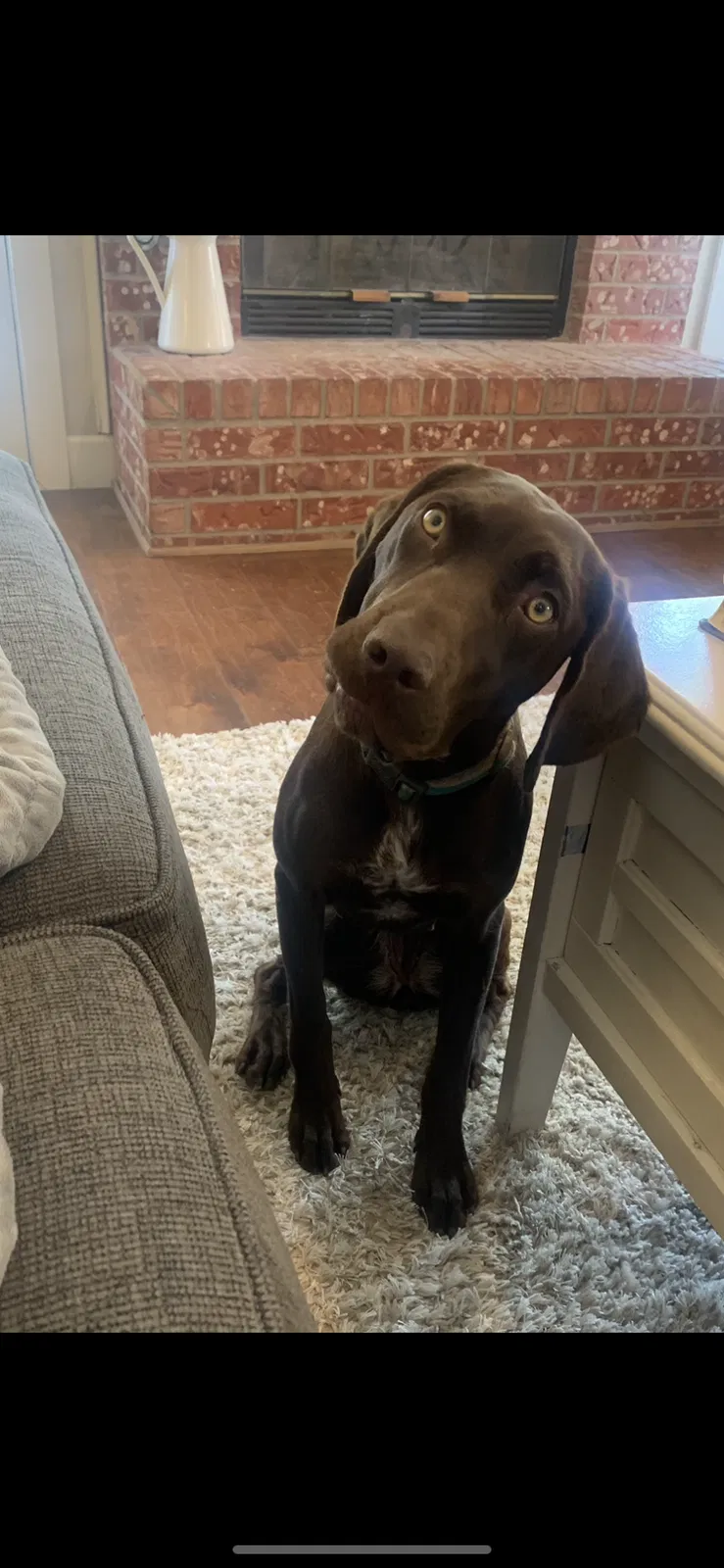 Lost dog in Albuquerque, NM, 87120