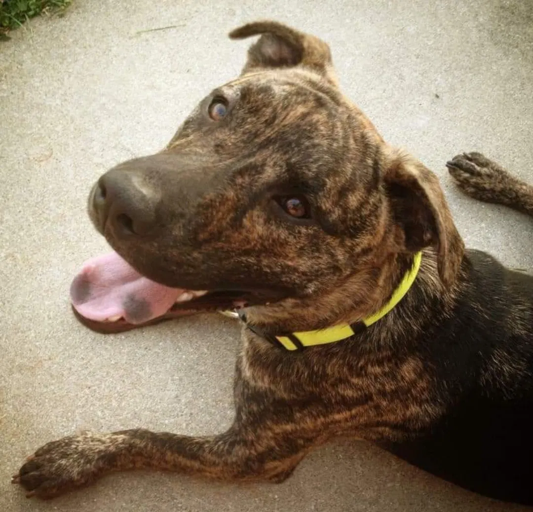 Lost dog in Evansville, IN, 47725