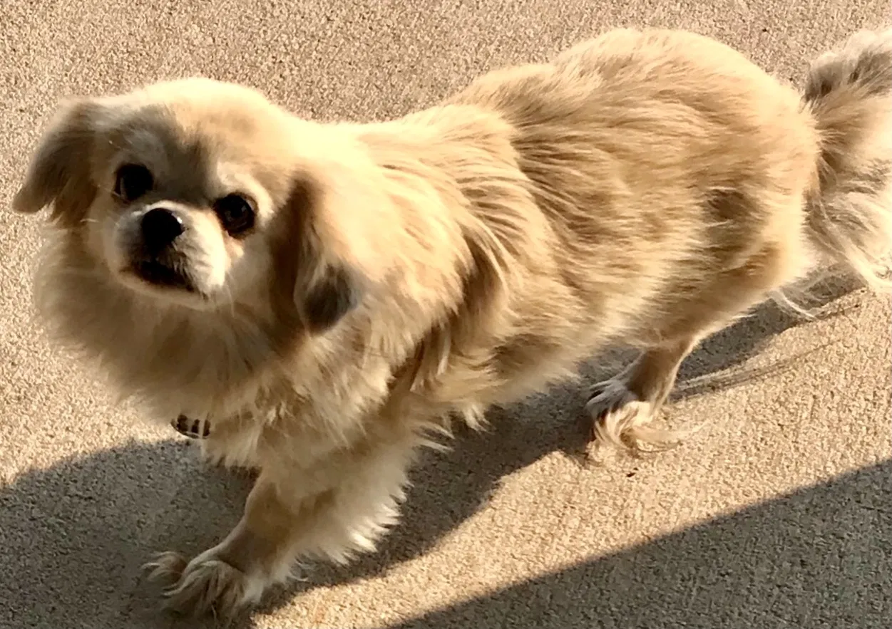 Lost dog in Norman, OK, 73026