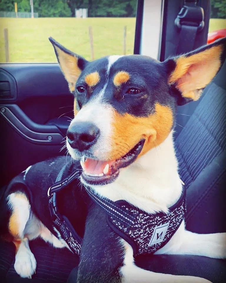 Lost dog in Lincolnton, NC, 28092