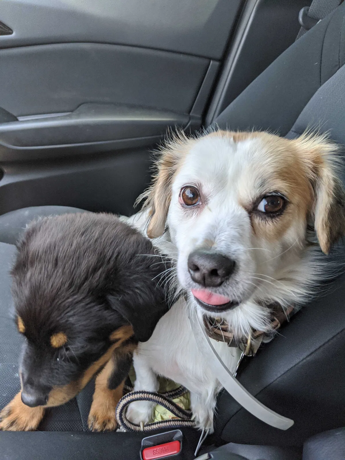 Lost dog in Fort Worth, TX, 76111