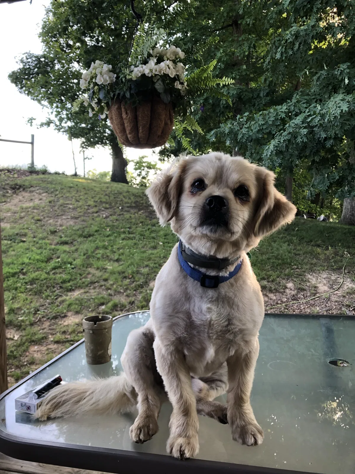 Lost dog in Logan, OH, 43138
