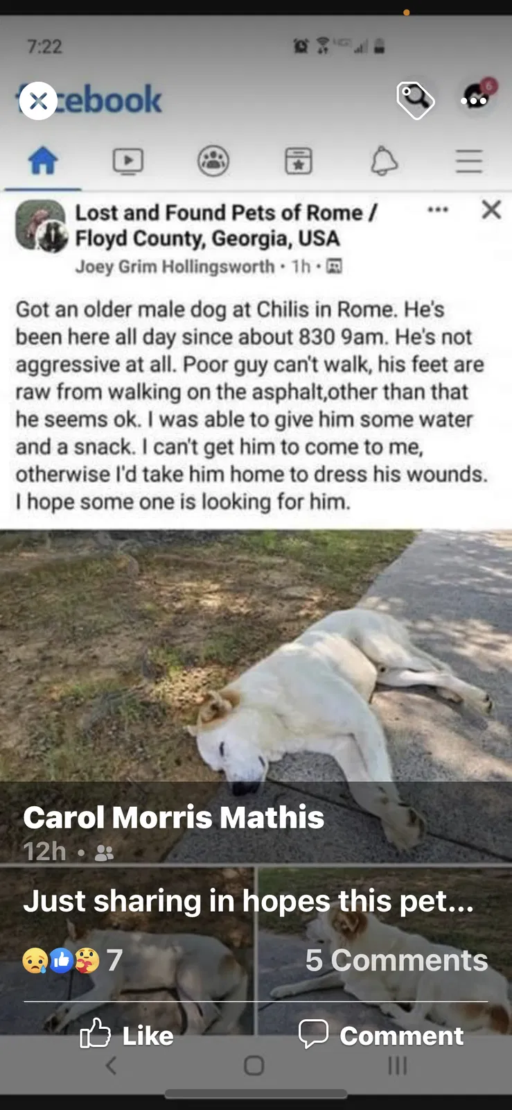 Lost dog in Rome, GA, 30161