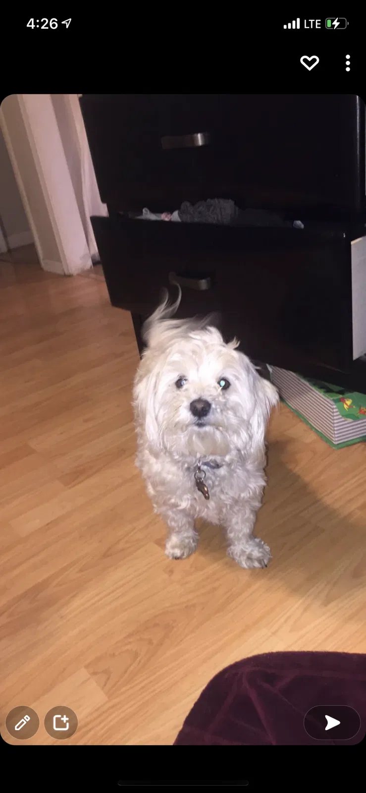Lost dog in Albuquerque, NM, 87111