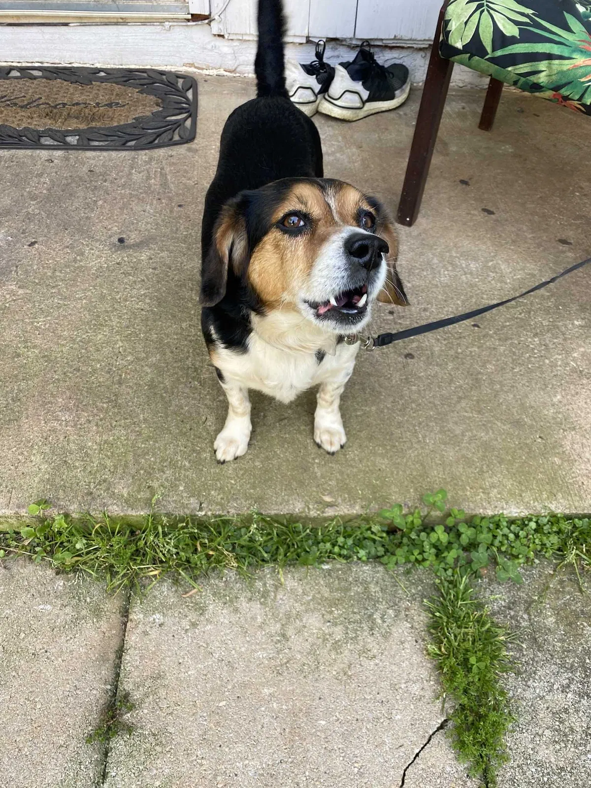 Lost dog in Duluth, GA, 30096