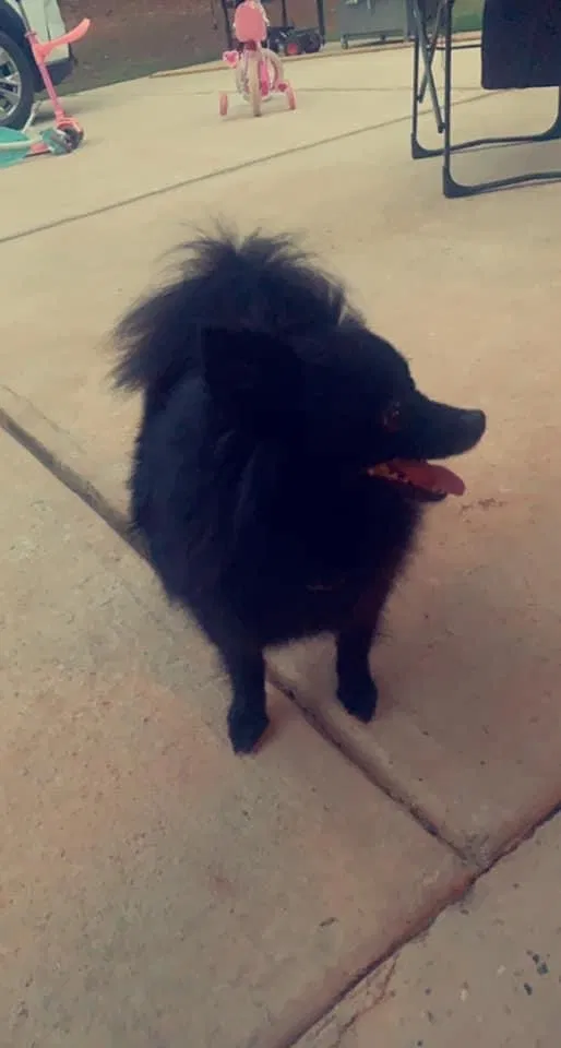 Lost dog in Jackson, GA, 30233