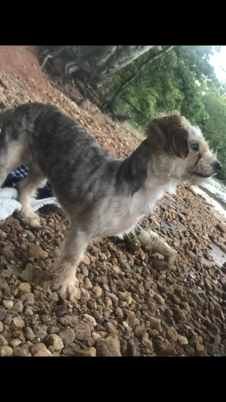 Lost dog in Madison, GA, 30650