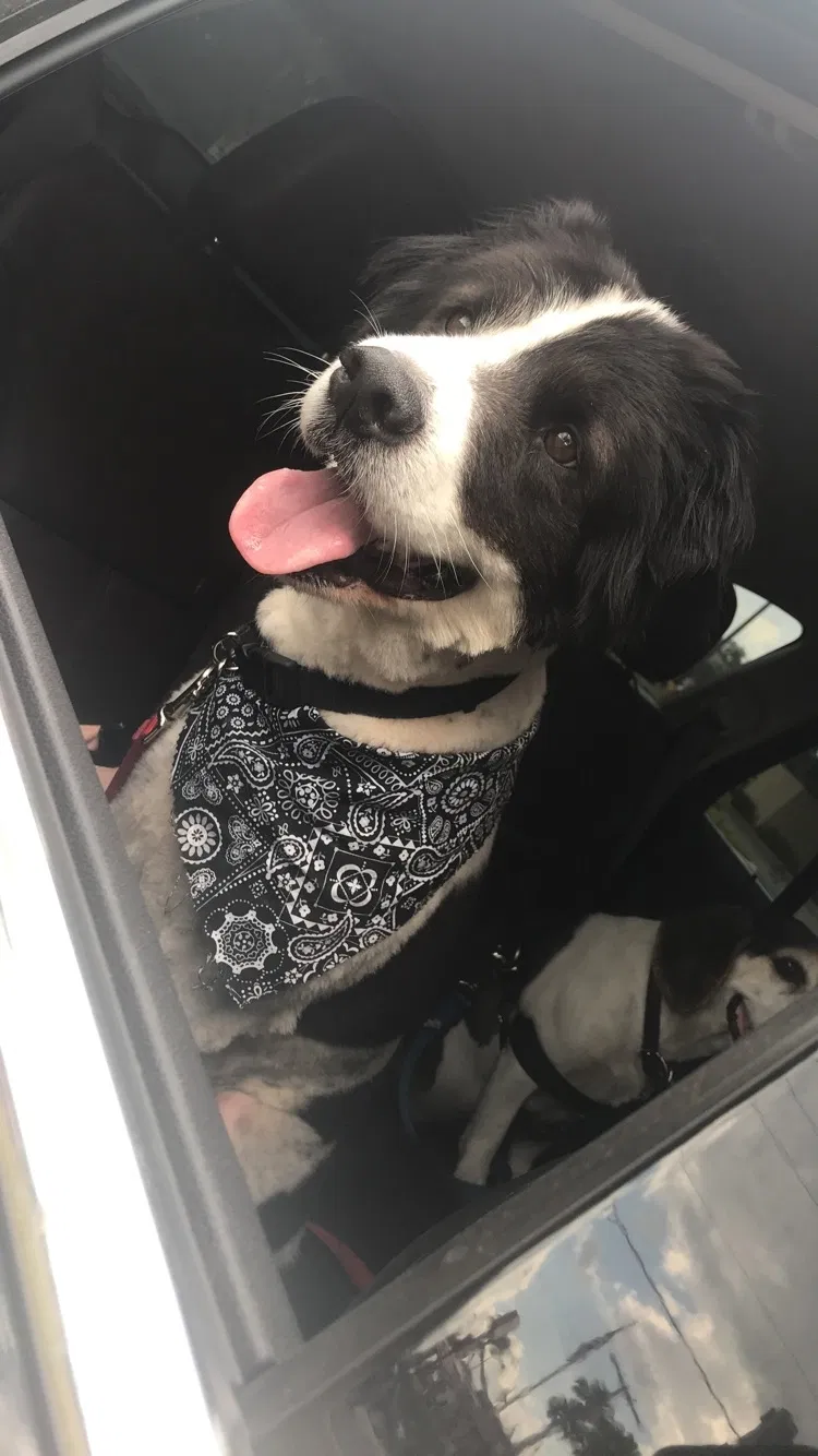 Lost dog in Plant City, FL, 33566