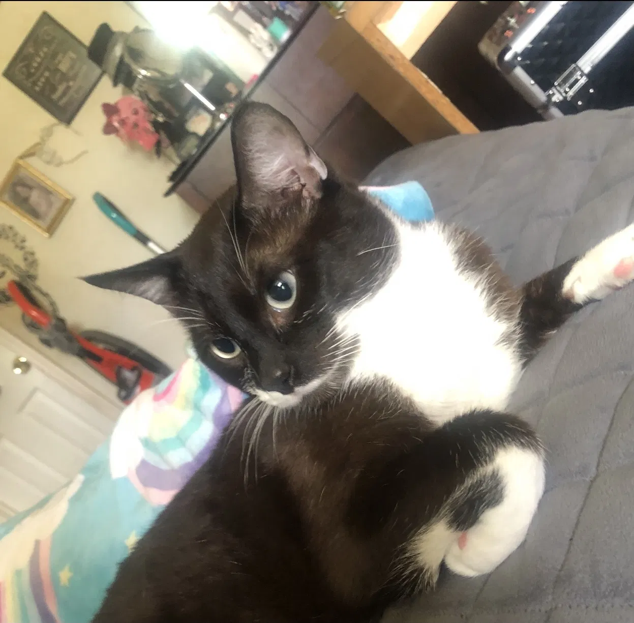 Lost cat in White Bluff, TN, 37187