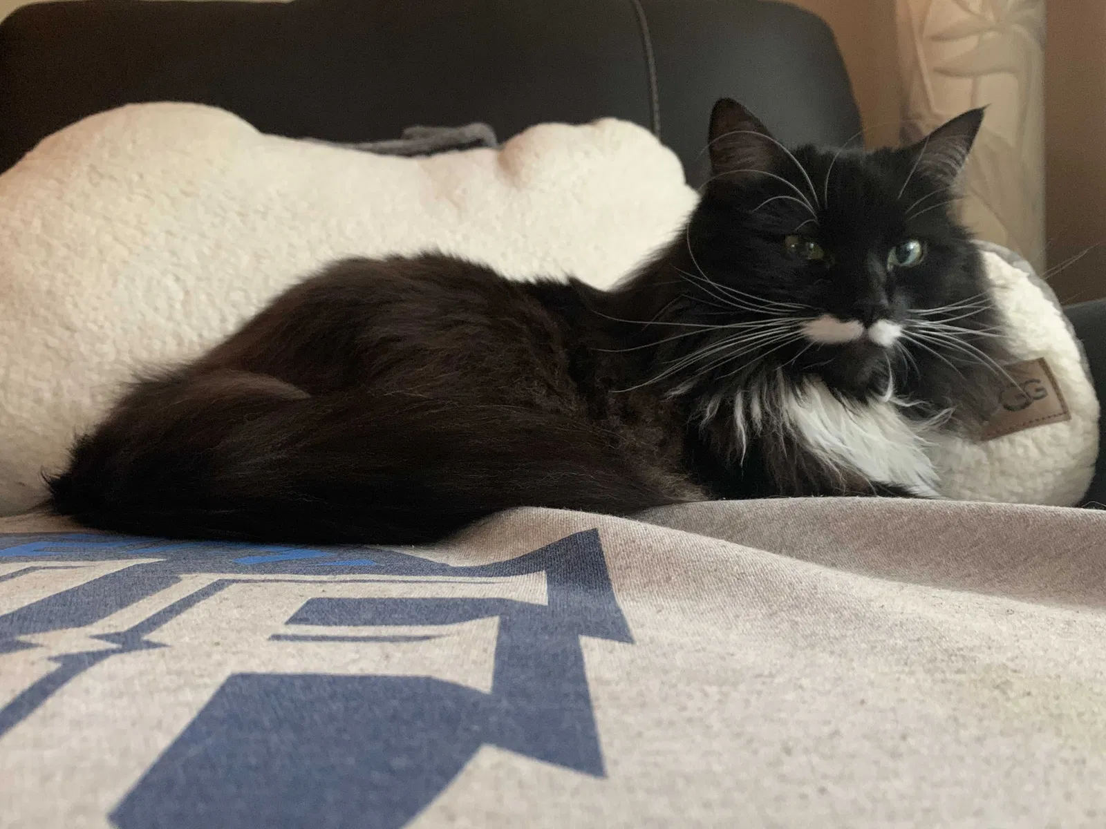 Lost cat in High Springs, FL, 32643