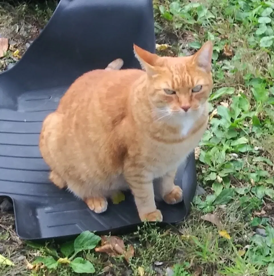Lost cat in Frenchtown, NJ, 8825