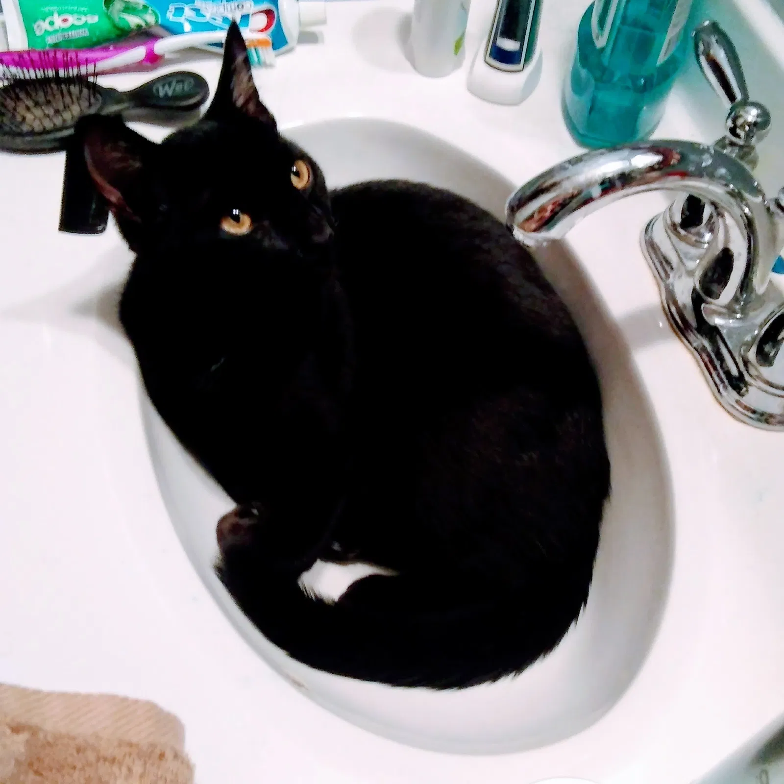Lost cat in Lohman, MO, 65053