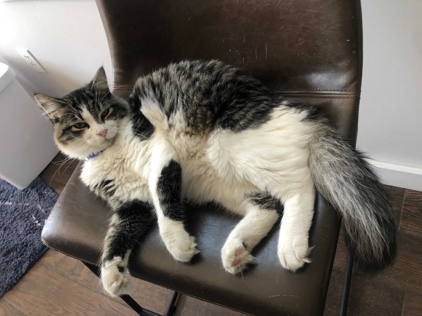 Lost cat in Newport, RI, 2840