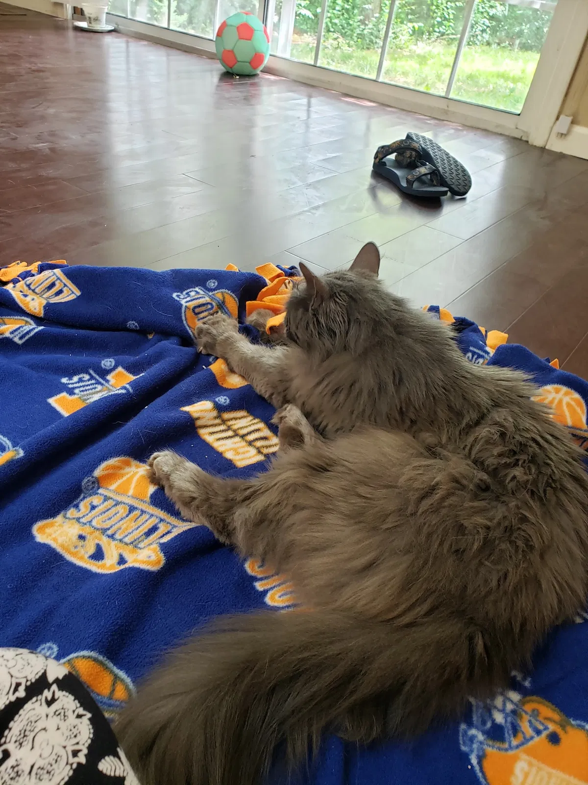 Lost cat in Savoy, IL, 61874