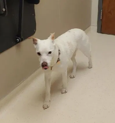 Lost dog in Peoria, IL, 61615