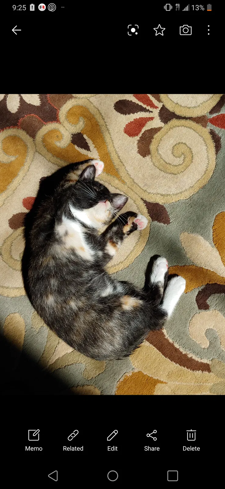 Lost cat in Friendsville, TN, 37737