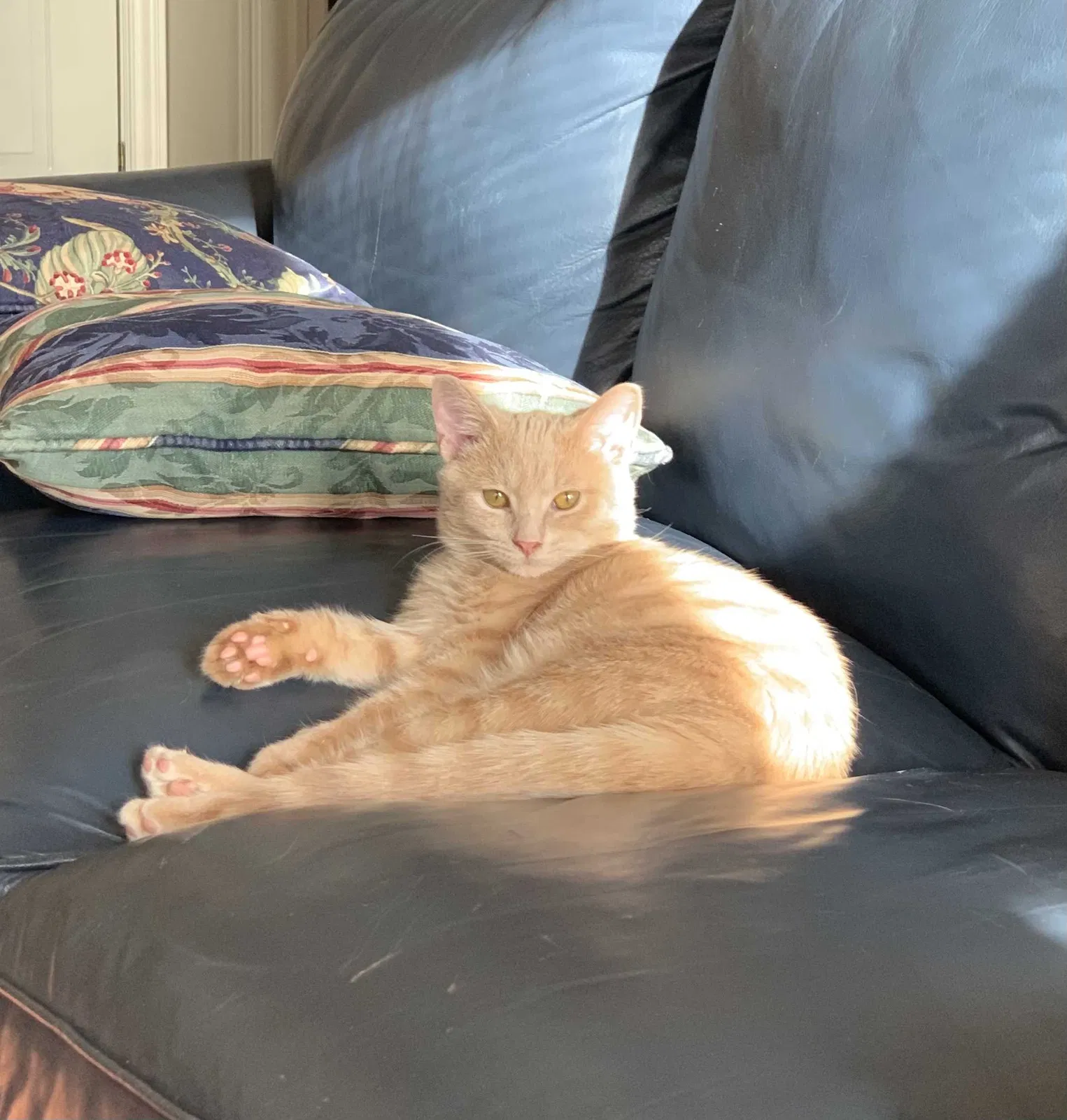Lost cat in East Lansing, MI, 48823