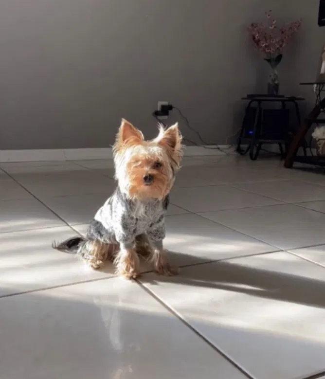 Lost dog in Charlotte, NC, 28262