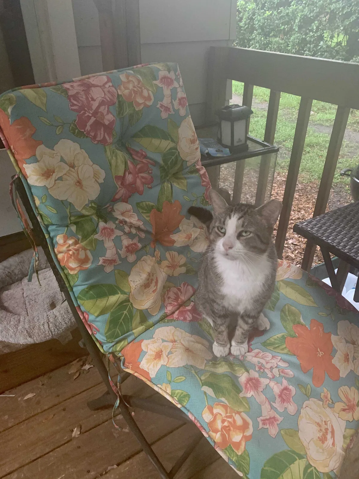 Lost cat in Sanford, FL, 32773