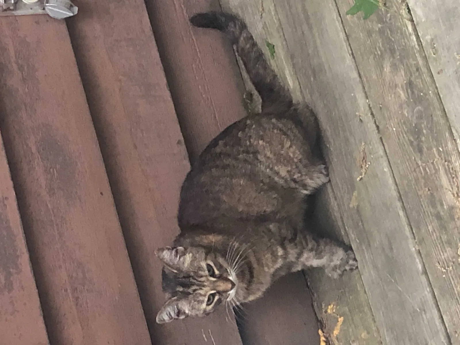 Lost cat in Holland, MI, 49424