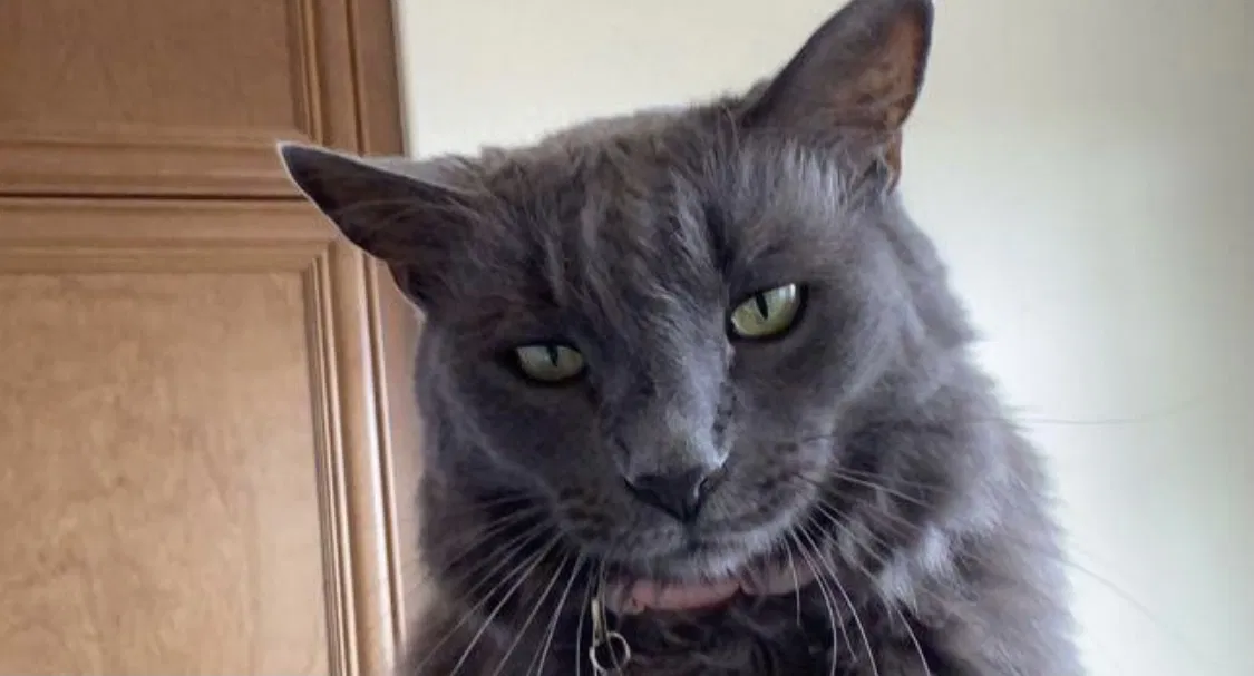 Lost cat in Carlsbad, CA, 92009