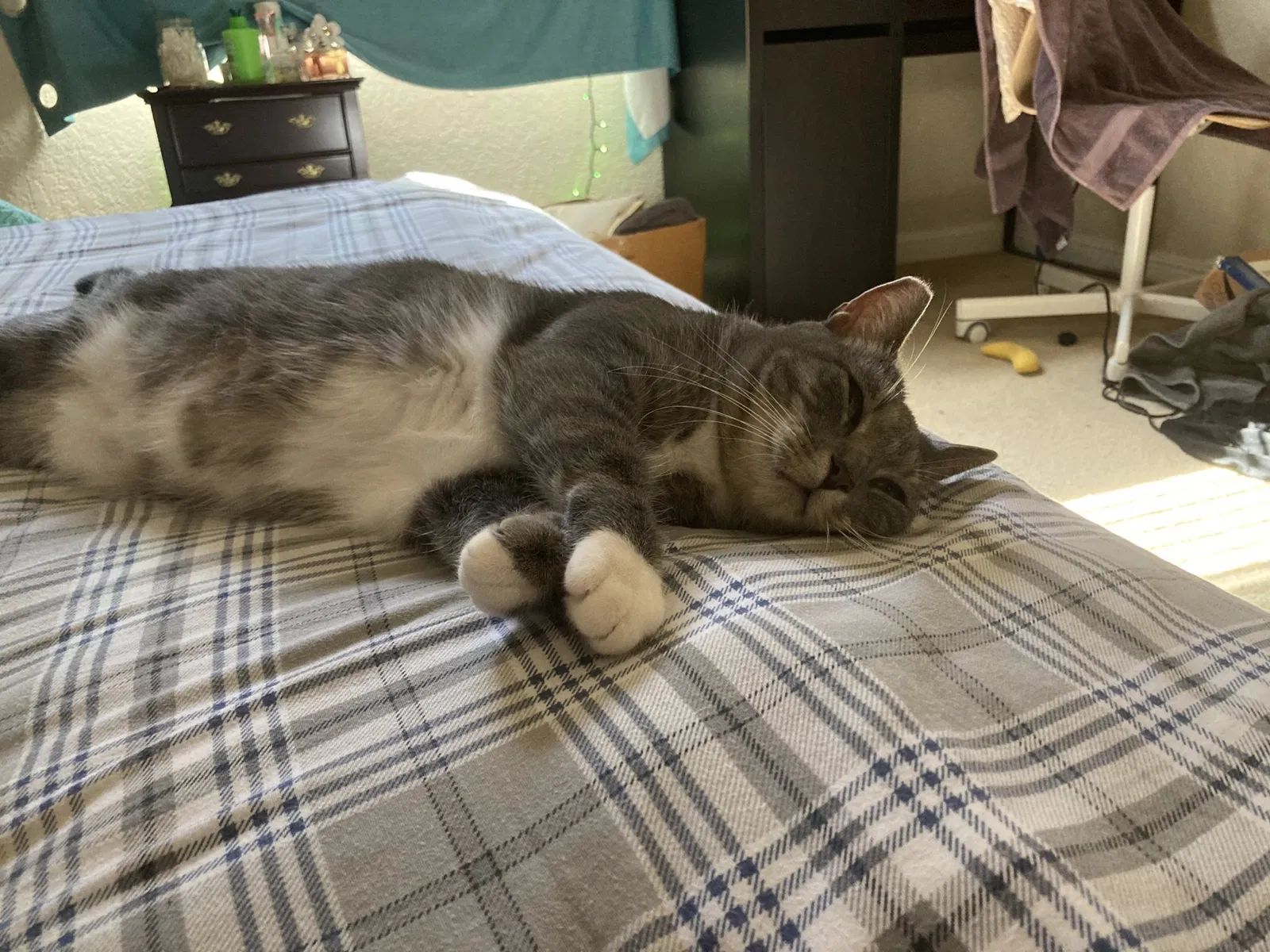 Lost cat in Arvada, CO, 80003
