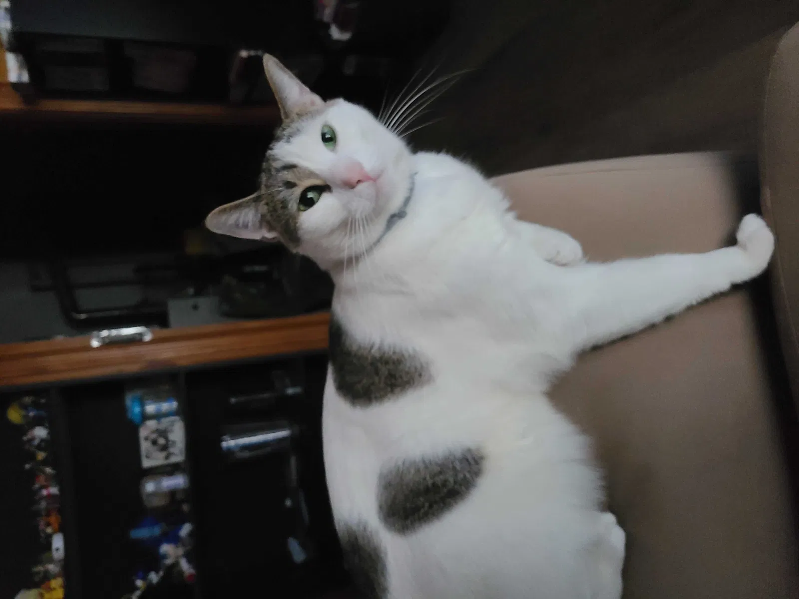 Lost cat in Indianapolis, IN, 46227