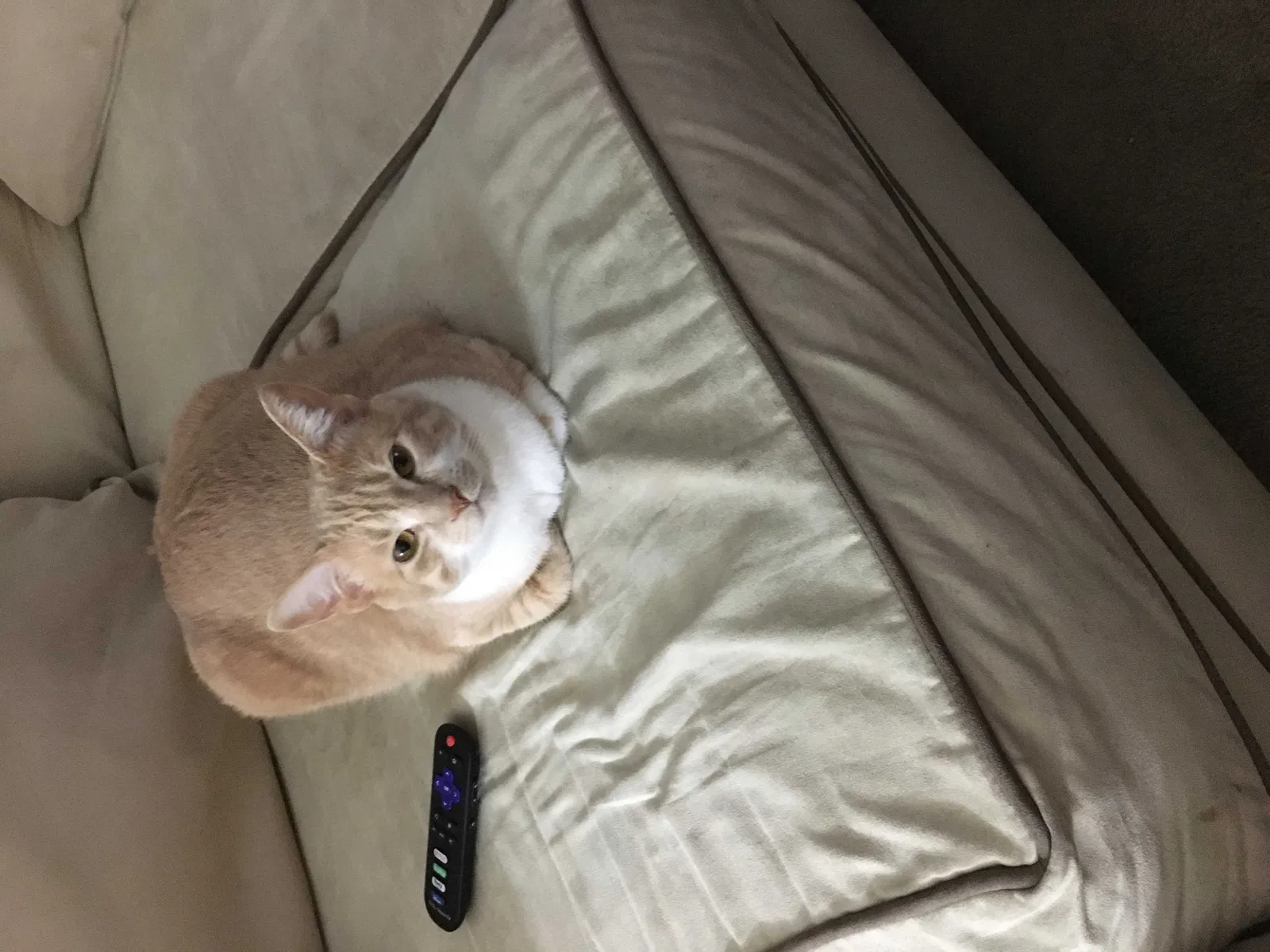 Lost cat in Cleveland, OH, 44130