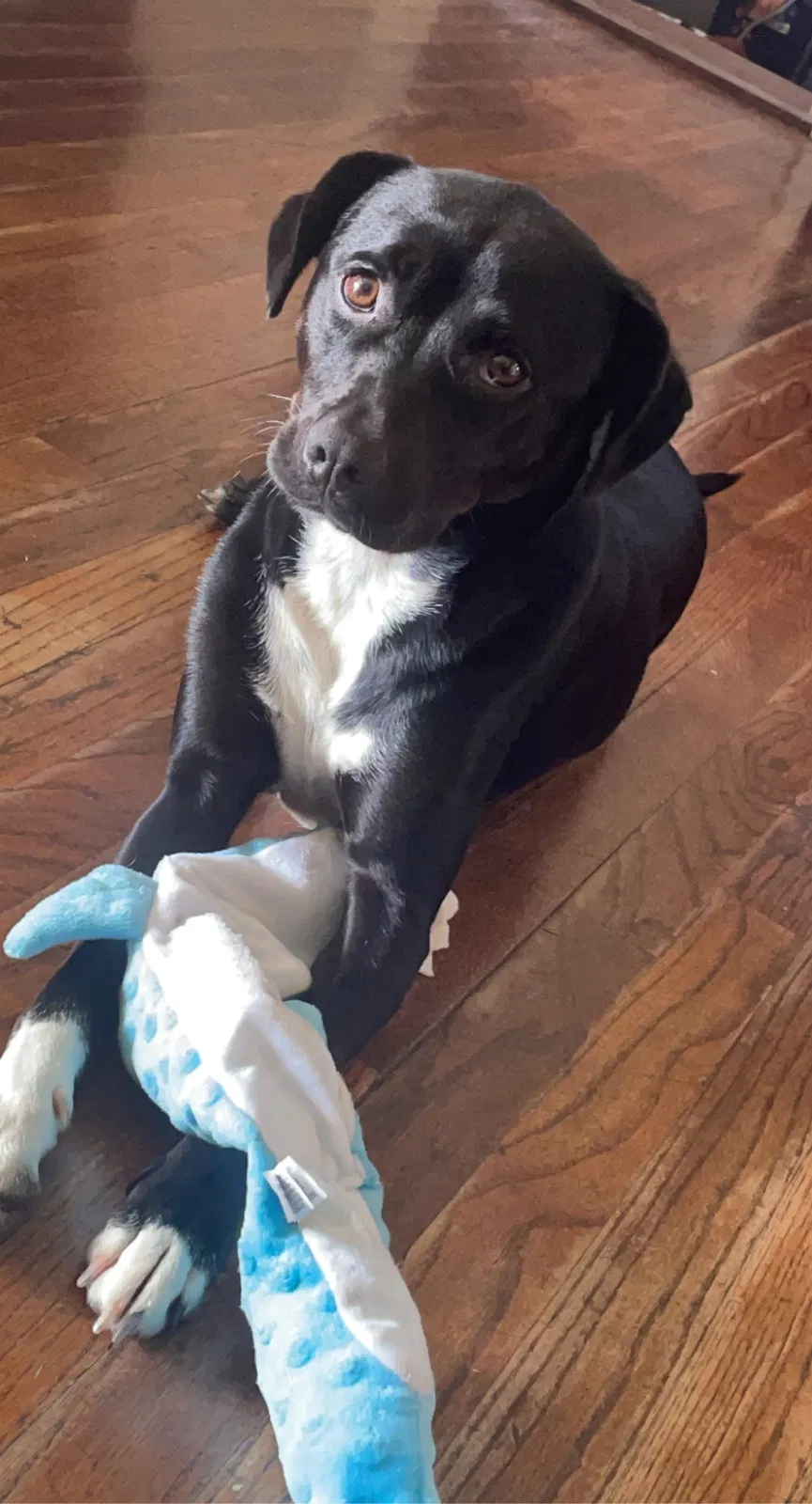 Lost dog in Oklahoma City, OK, 73108