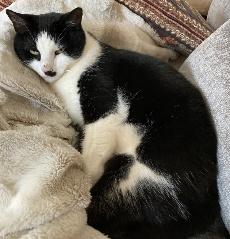 Lost cat in Raleigh, NC, 27604