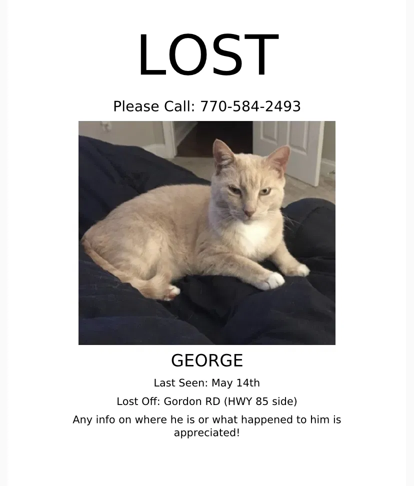 Lost cat in Senoia, GA, 30276
