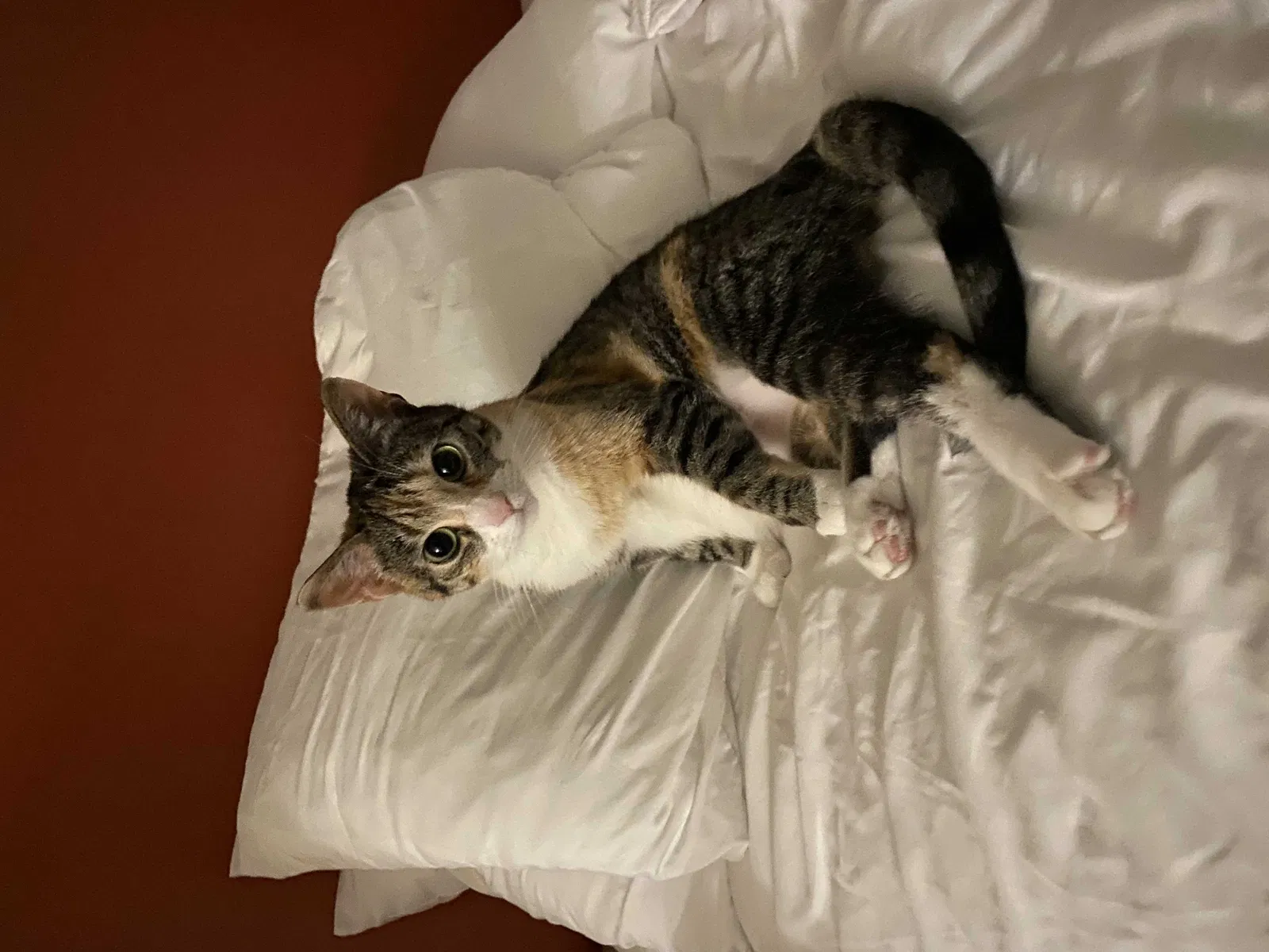 Lost cat in Oklahoma City, OK, 73130