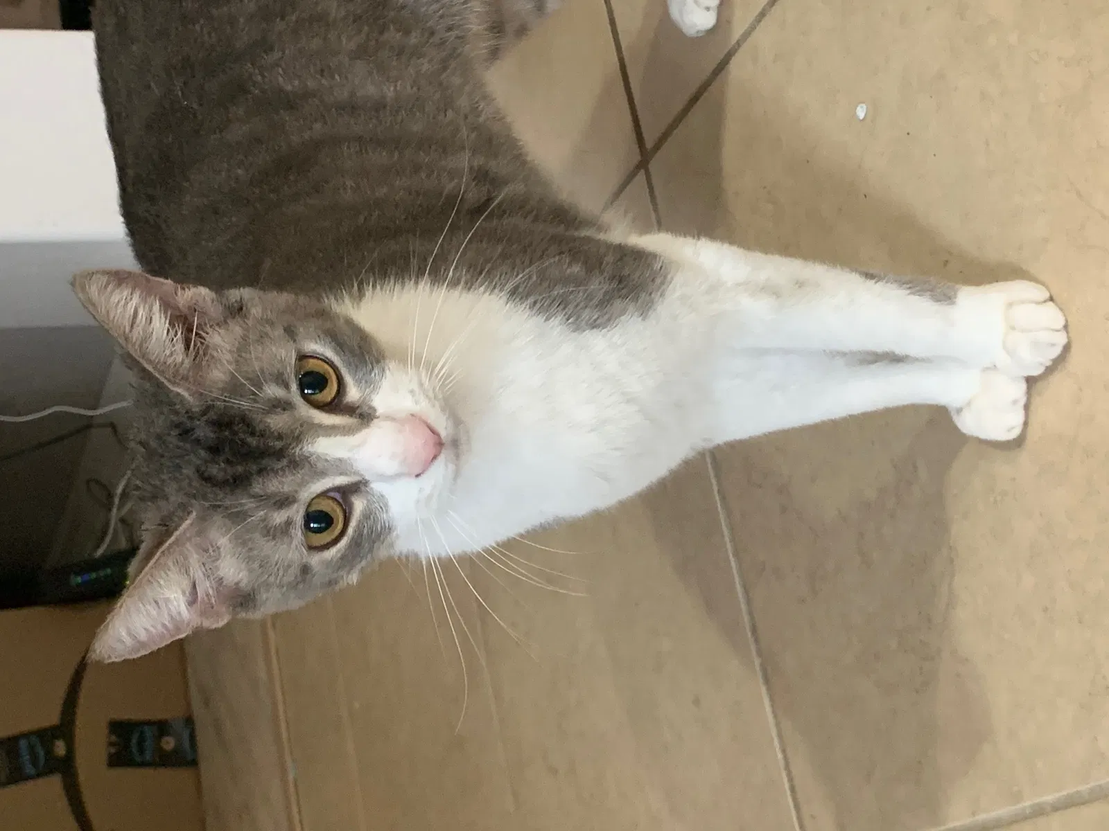 Lost cat in Safety Harbor, FL, 34695