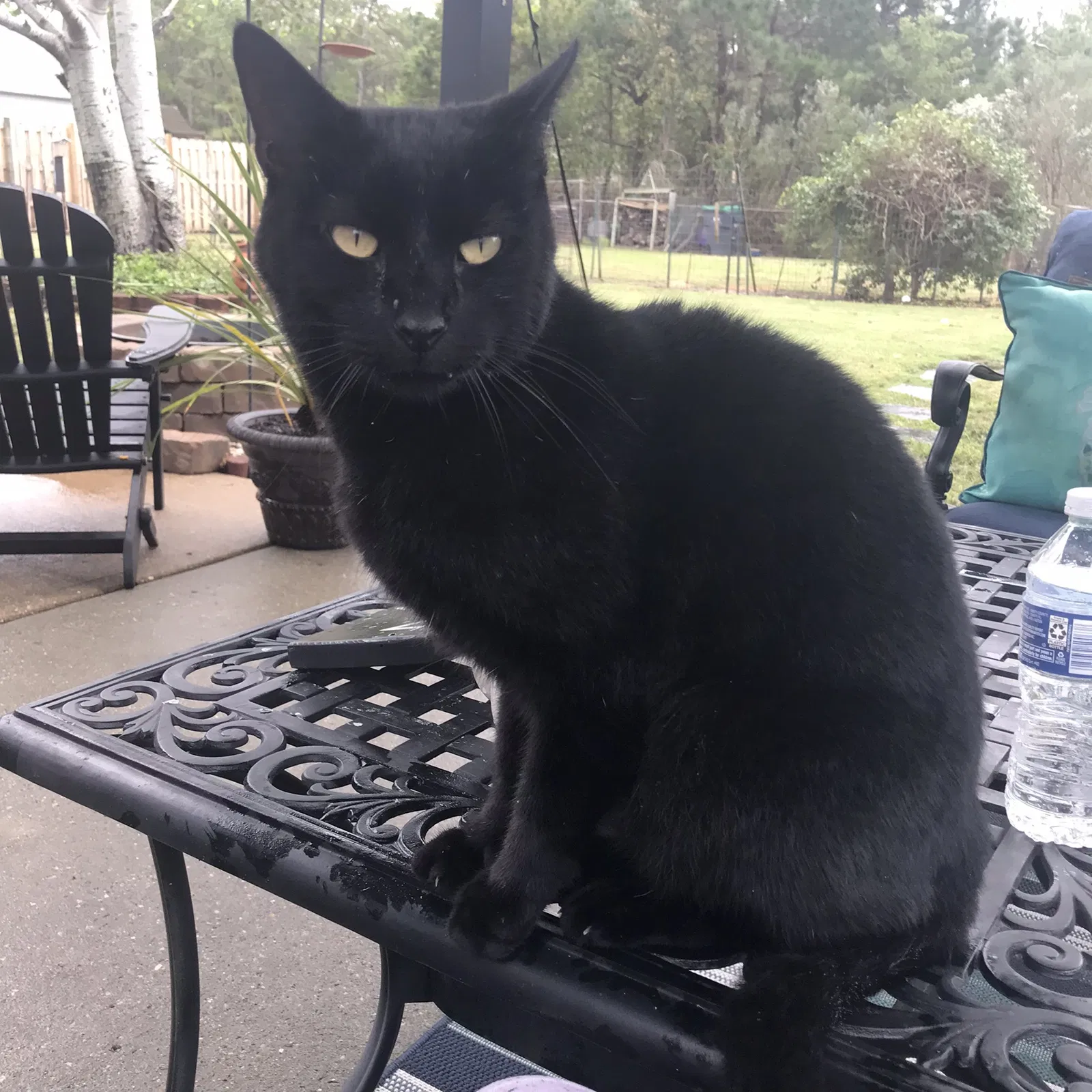 Lost cat in Poquoson, VA, 23662