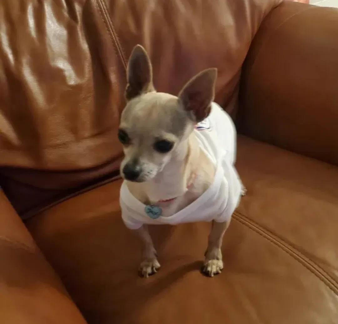 Lost dog in Riverside, CA, 92503