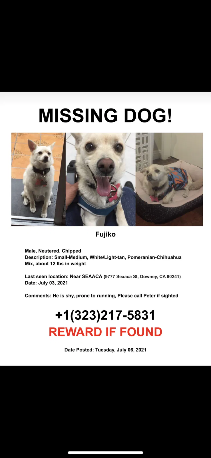 Lost dog in Downey, CA, 90242