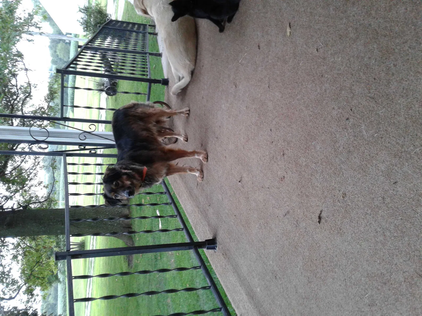 Lost dog in Greenwood, NE, 68366