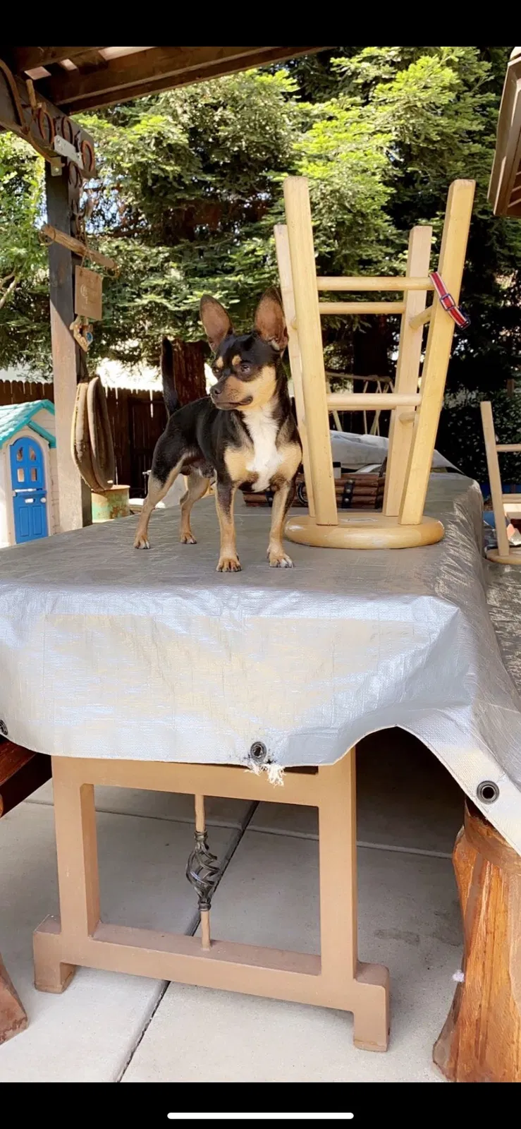 Lost dog in Yuba City, CA, 95991