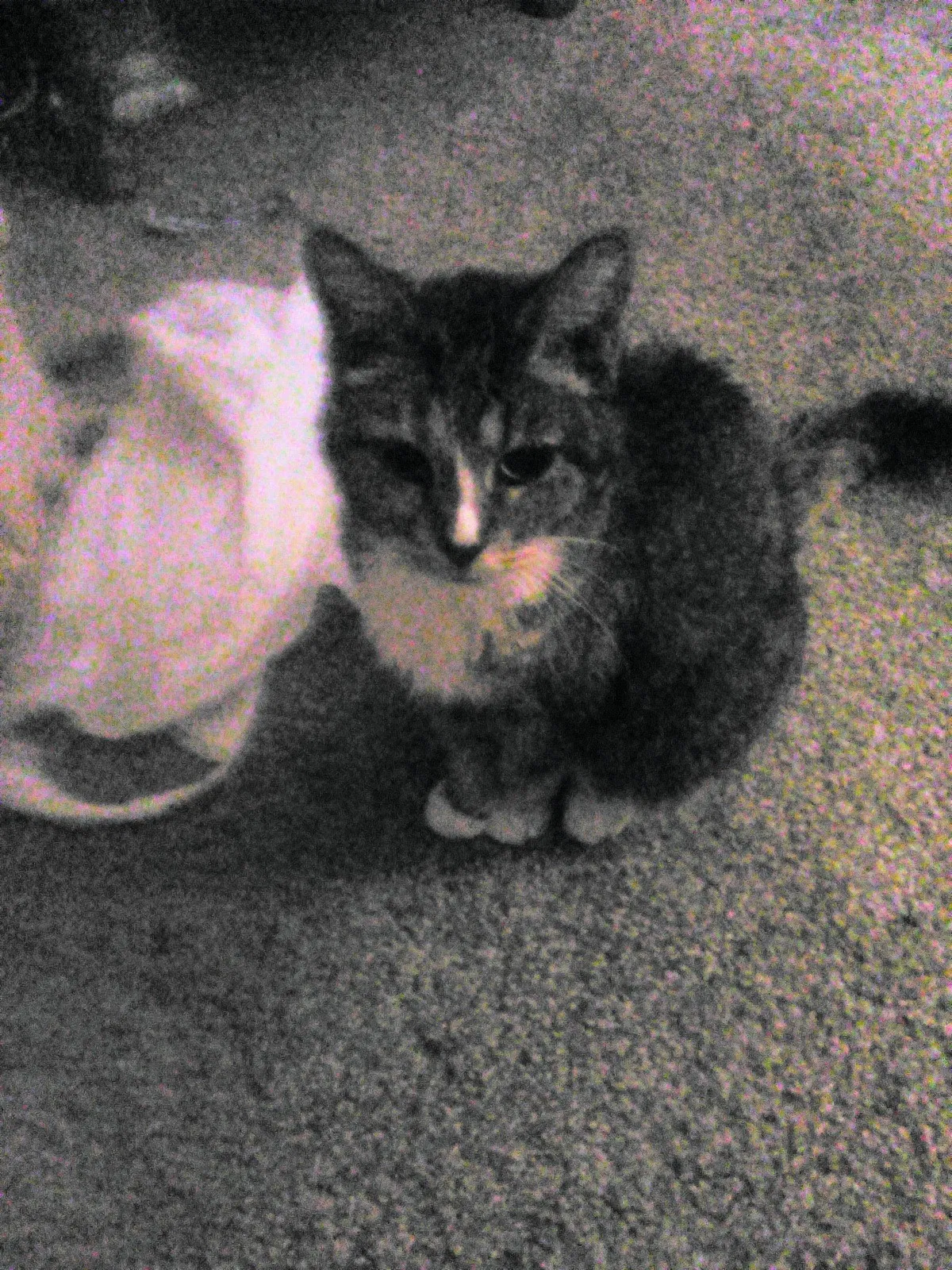 Lost cat in Canal Fulton, OH, 44614