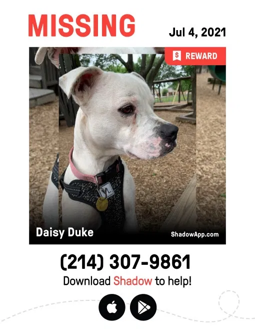 Lost dog in Fort Worth, TX, 76116