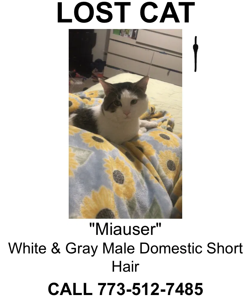 Lost cat in Antioch, TN, 37013