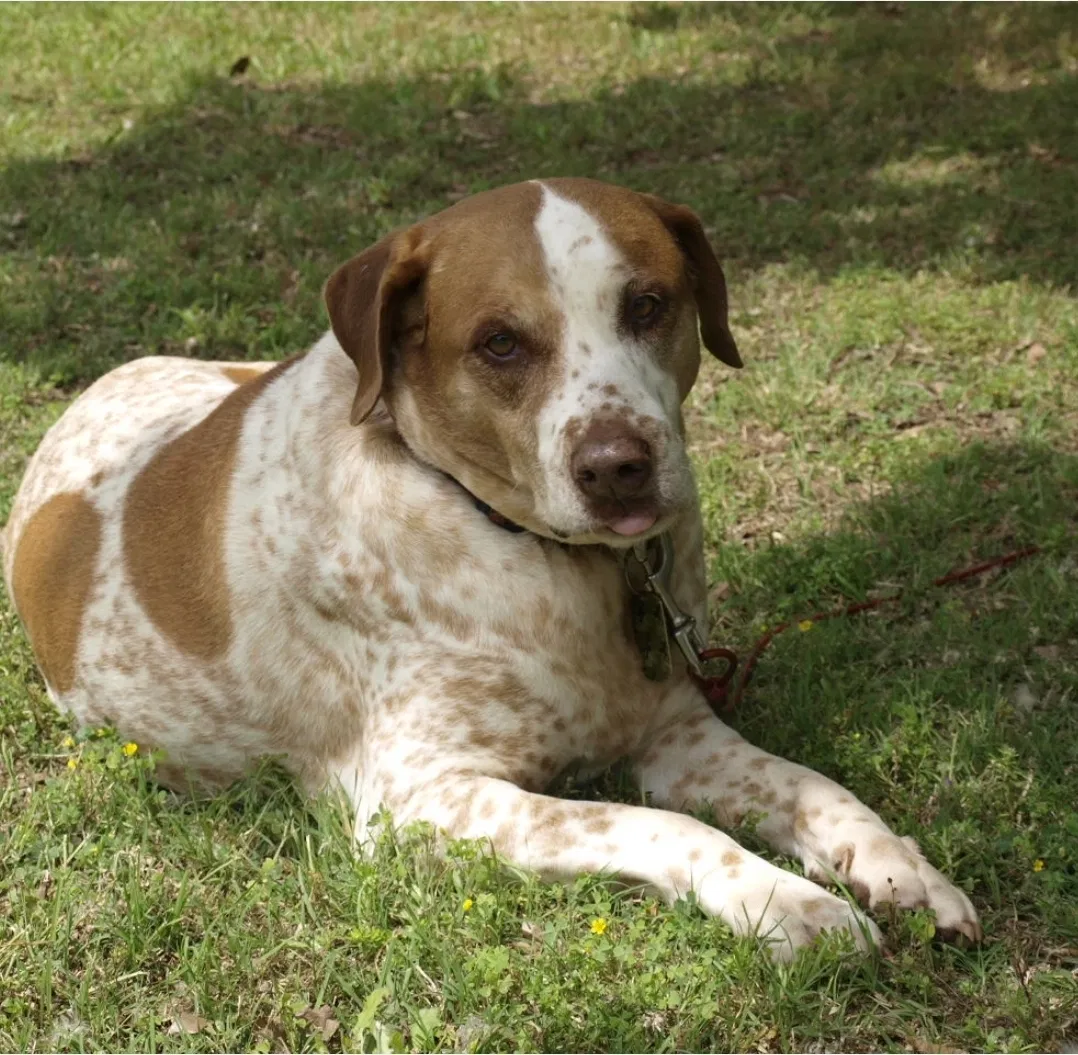 Lost dog in Waxahachie, TX, 75165