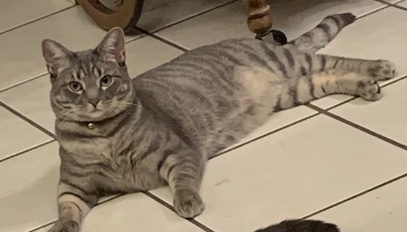 Lost cat in Fontana, CA, 92336