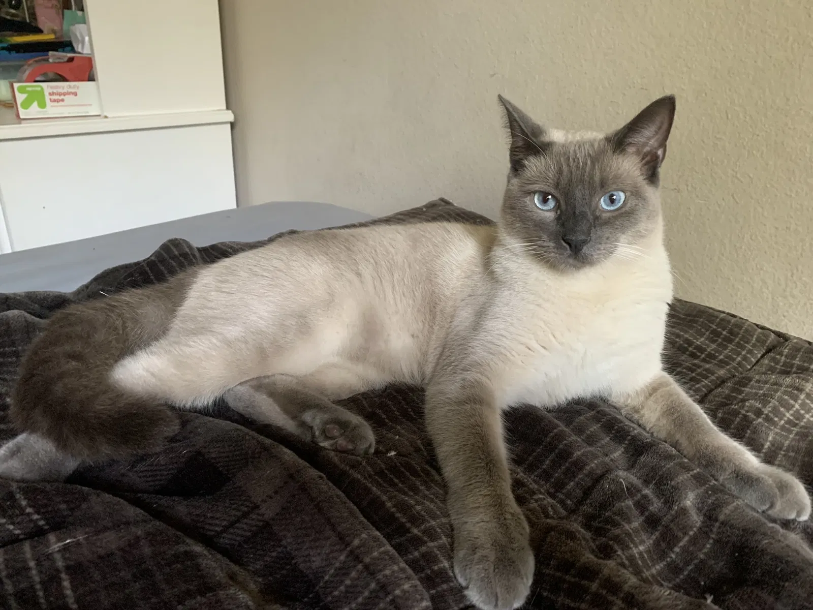 Lost cat in Garden Grove, CA, 92840