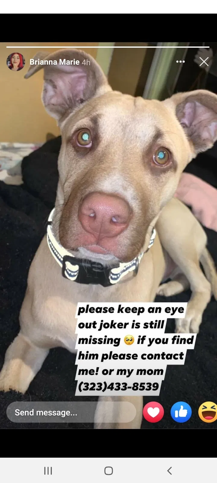 Lost dog in Los Angeles, CA, 90065
