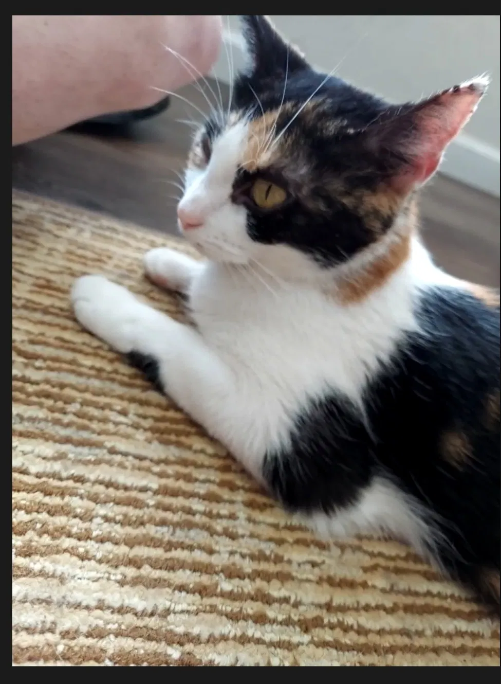Lost cat in Nashville, TN, 37212