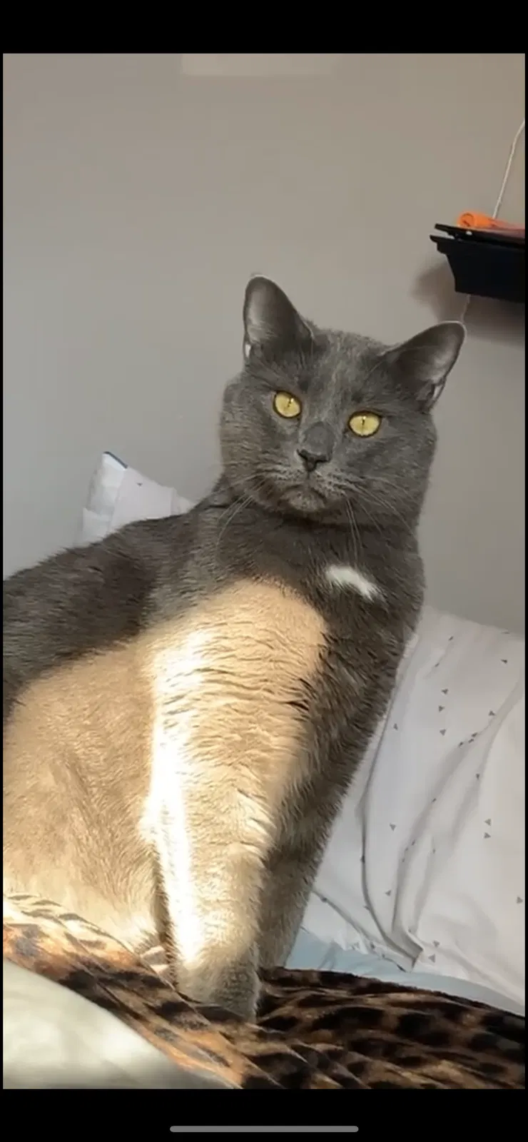 Lost cat in Rome, OH, 44085