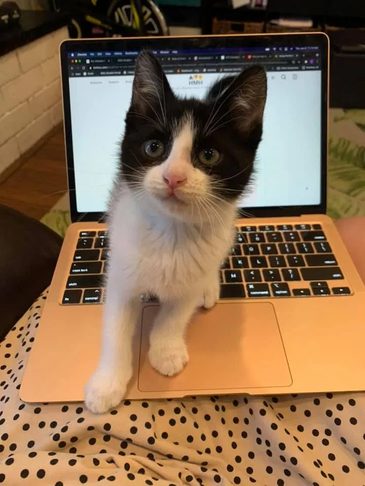 Lost cat in El Cajon, CA, 92020