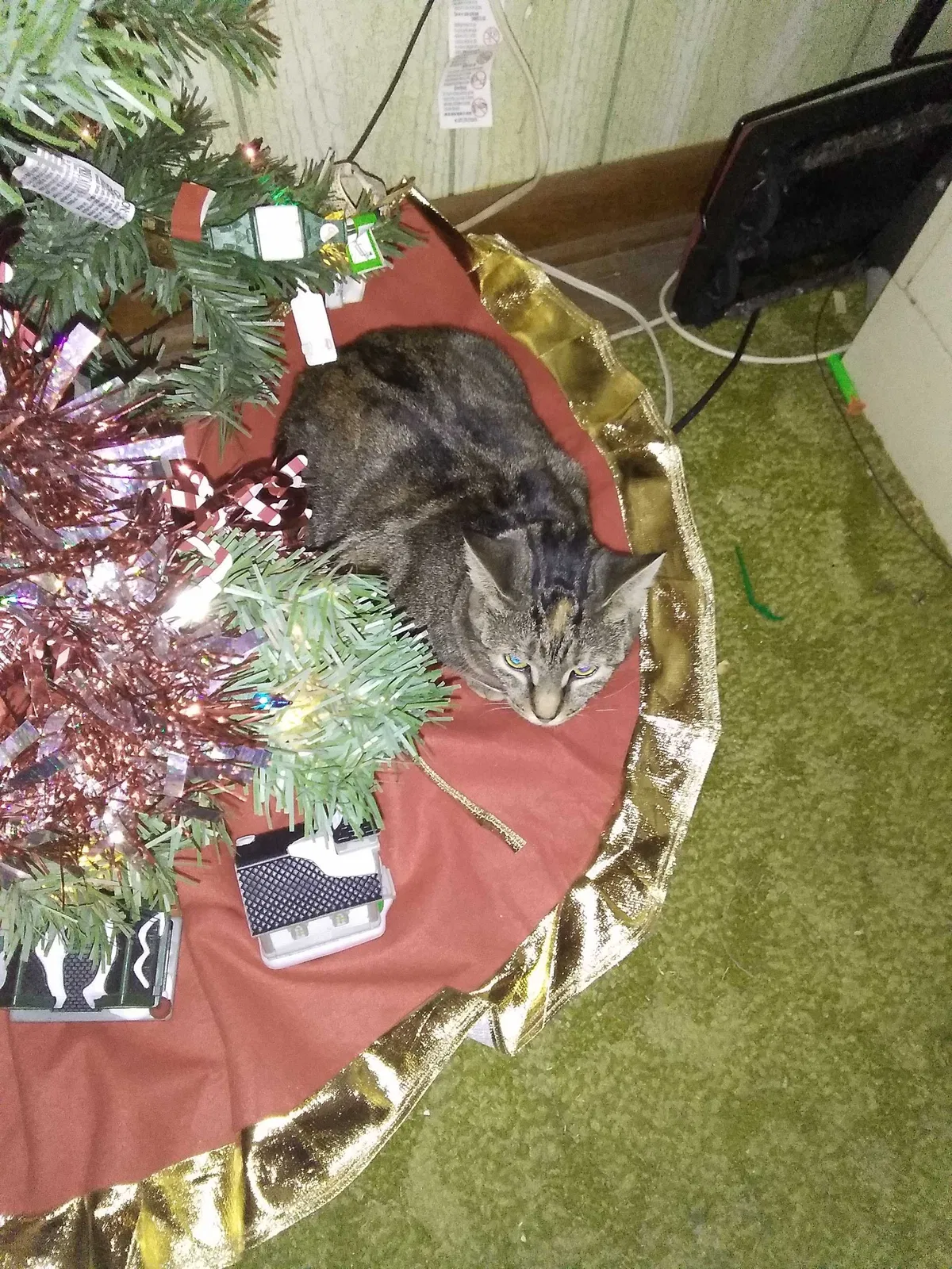 Lost cat in Mill Hall, PA, 17751